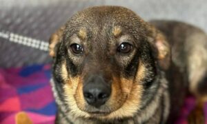 з Нікополя 7