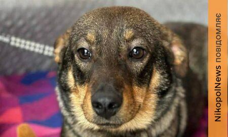 з Нікополя 7