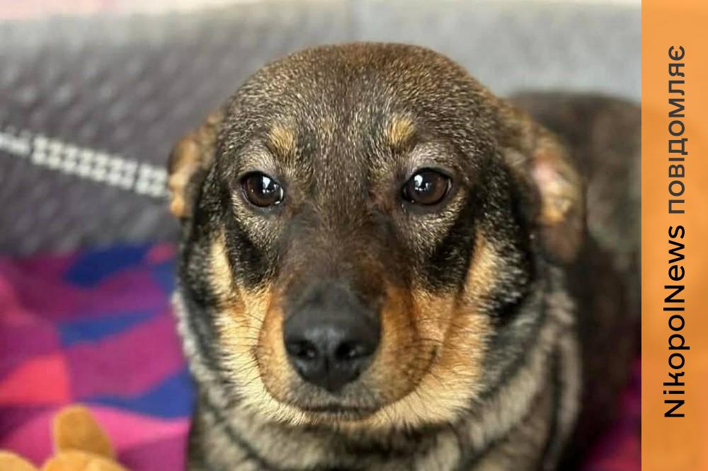 з Нікополя 7