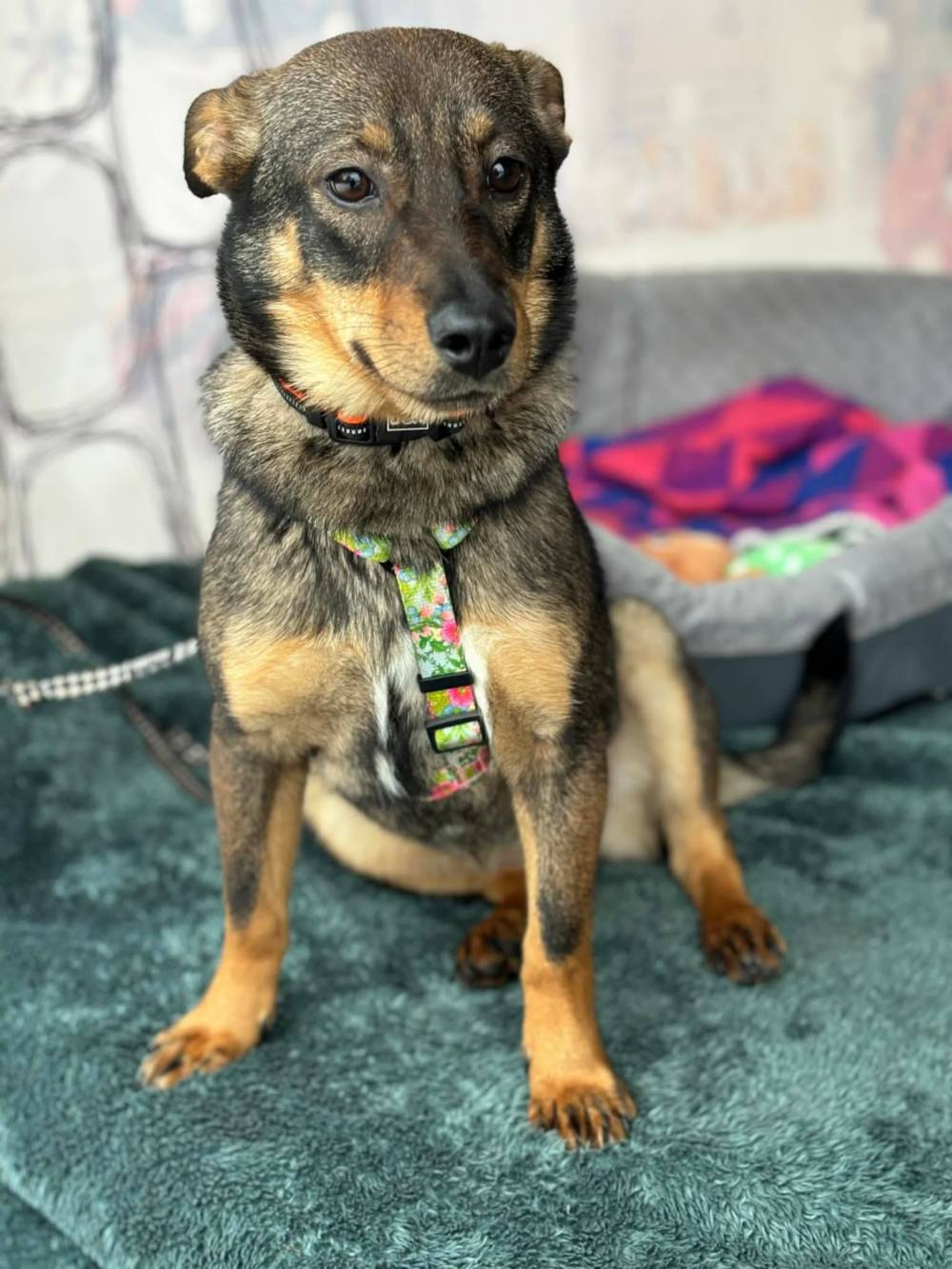 з Нікополя 8