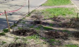 У Марганці невідомі вкрали 16 кущів троянд (фото)