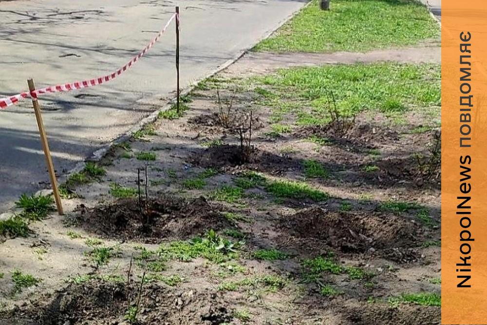 У Марганці невідомі вкрали 16 кущів троянд (фото) 1 У Марганці невідомі вкрали 16 кущів троянд (фото)