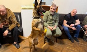 На Дніпропетровщині службовий собака допомагає пораненим бійцям (ФОТО)