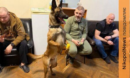 На Дніпропетровщині службовий собака допомагає пораненим бійцям (ФОТО)