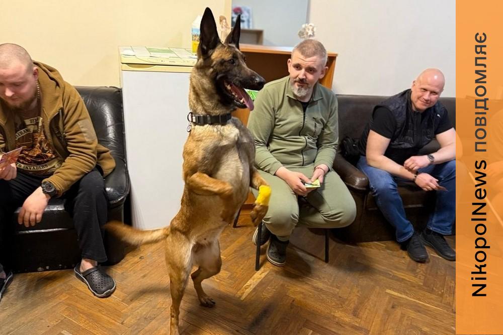 На Дніпропетровщині службовий собака допомагає пораненим бійцям (ФОТО) 1 На Дніпропетровщині службовий собака допомагає пораненим бійцям (ФОТО)