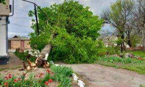 На Дніпропетровщині через шквальні пориви вітру дерева пошкодили газопроводи (фото)