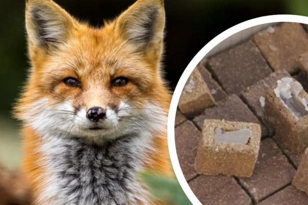 В громаді на Нікопольщині проведуть пероральну вакцинацію проти сказу диких м’ясоїдних тварин: що потрібно знати мешканцям В громаді на Нікопольщині проведуть пероральну вакцинацію проти сказу диких м’ясоїдних тварин: що потрібно знати мешканцям