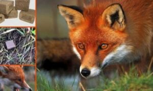 В громаді на Нікопольщині проведуть пероральну вакцинацію проти сказу диких м’ясоїдних тварин: що потрібно знати мешканцям