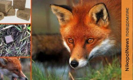 В громаді на Нікопольщині проведуть пероральну вакцинацію проти сказу диких м’ясоїдних тварин: що потрібно знати мешканцям