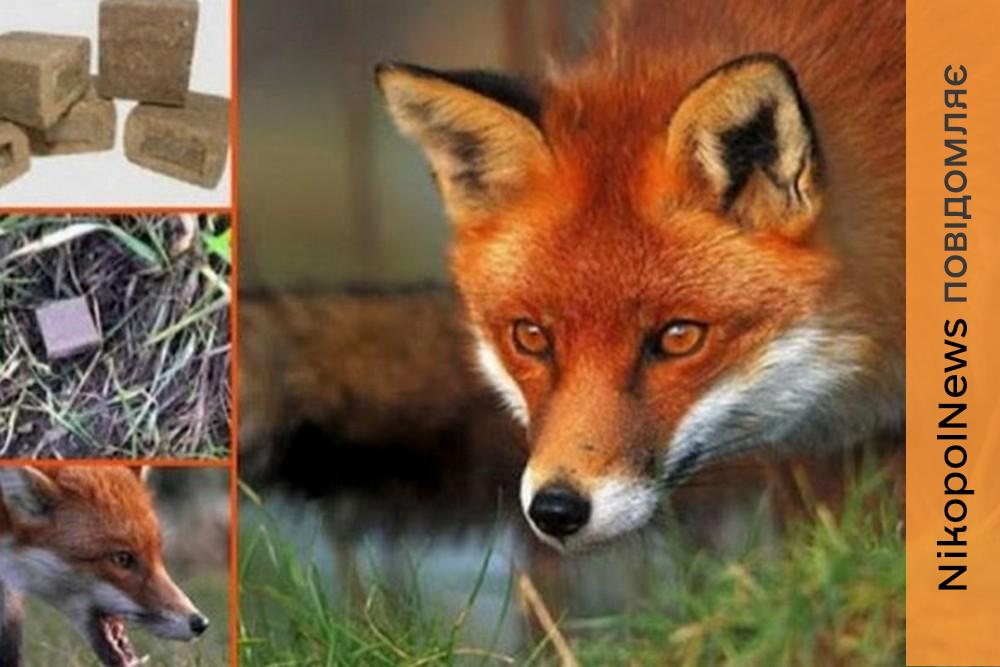 В громаді на Нікопольщині проведуть пероральну вакцинацію проти сказу диких м’ясоїдних тварин: що потрібно знати мешканцям 1 В громаді на Нікопольщині проведуть пероральну вакцинацію проти сказу диких м’ясоїдних тварин: що потрібно знати мешканцям