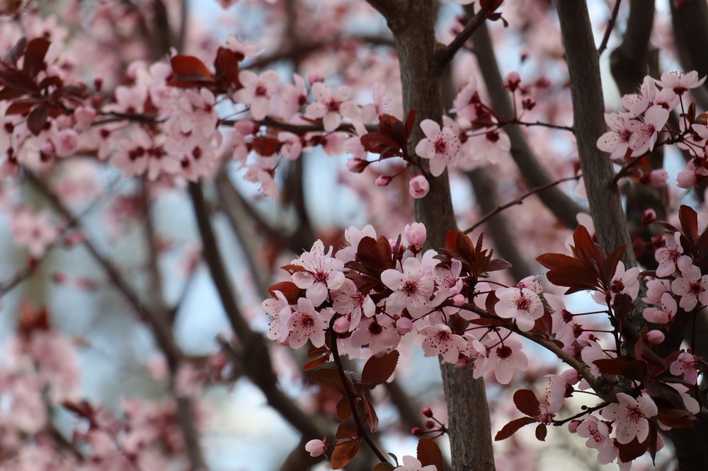  На Нікопольщині розквітли піссарді