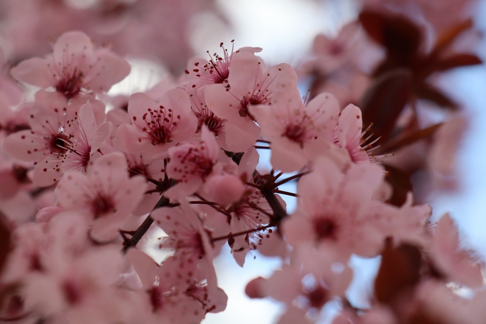  На Нікопольщині розквітли піссарді 3