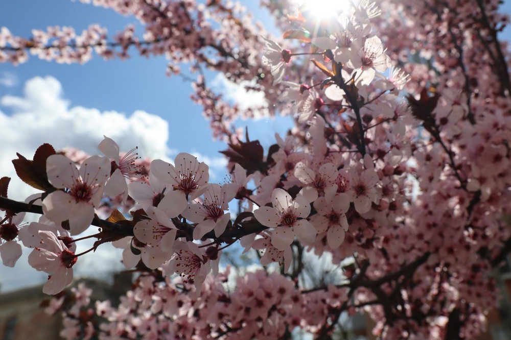  На Нікопольщині розквітли піссарді 4
