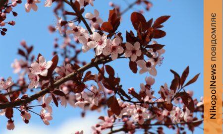  На Нікопольщині розквітли піссарді 5