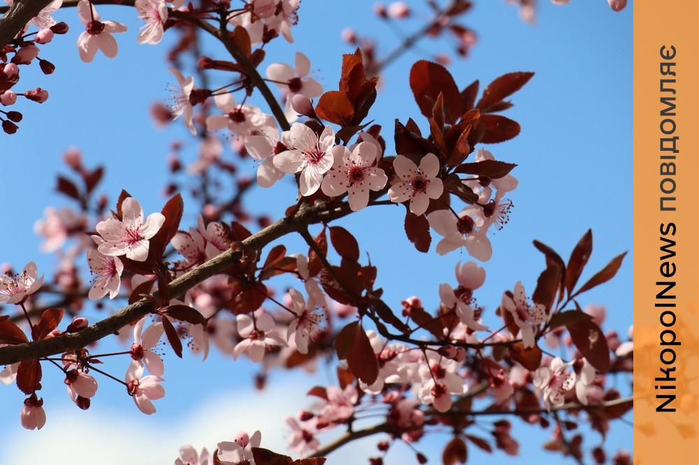 На Нікопольщині розквітли піссарді (фото) 1 На Нікопольщині розквітли піссарді 5