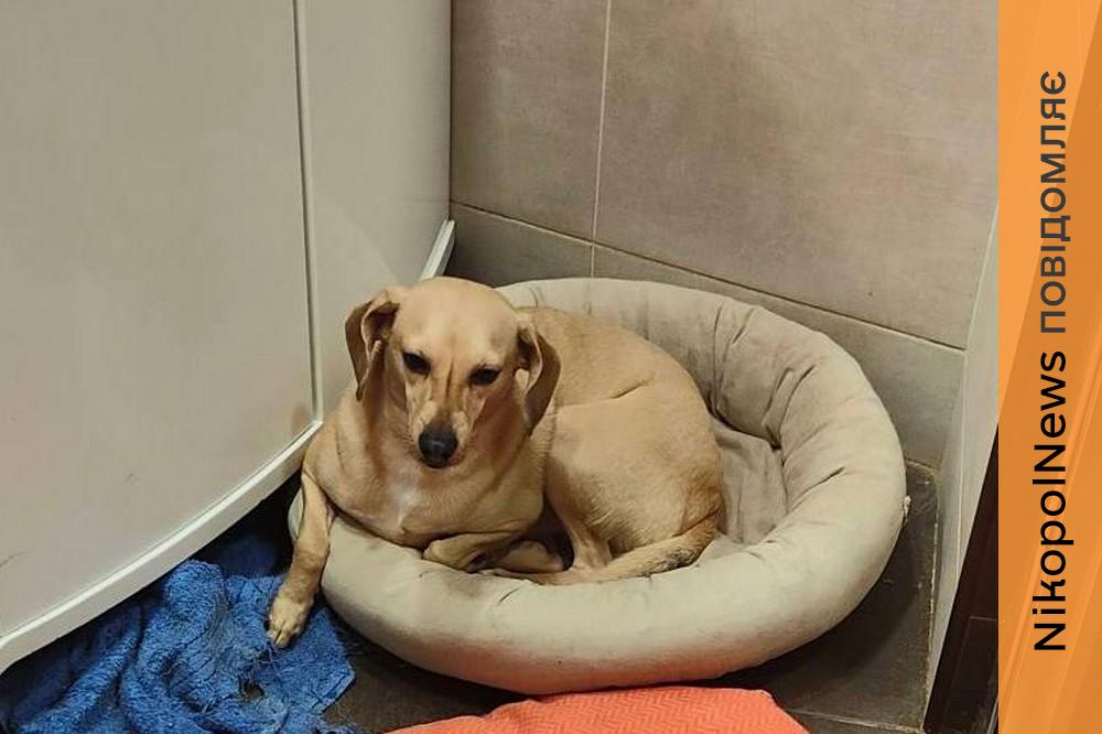 Понад 20 собак врятували волонтери Нікополя у березні 1 Нікополя