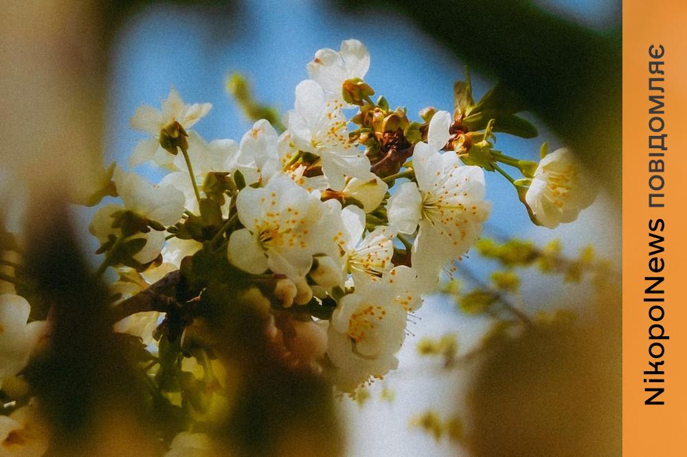Очікуються заморозки на поверхні ґрунту: якою буде погода у Нікополі 14 квітня 1 Погода у Нікополі 2