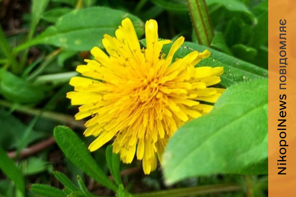 Погода у Нікополі 2