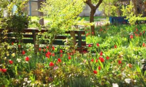 У Нікополі 2