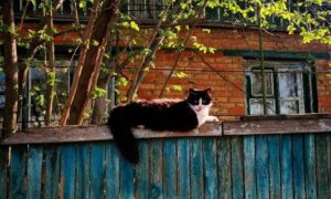 Попередили про заморозки в області: якою буде погода у Нікополі 8 квітня