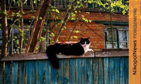 Попередили про заморозки в області: якою буде погода у Нікополі 8 квітня
