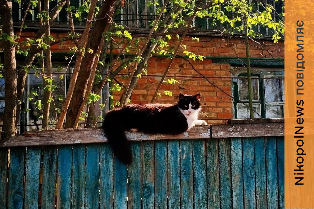 Попередили про заморозки в області: якою буде погода у Нікополі 8 квітня 1 Попередили про заморозки в області: якою буде погода у Нікополі 8 квітня