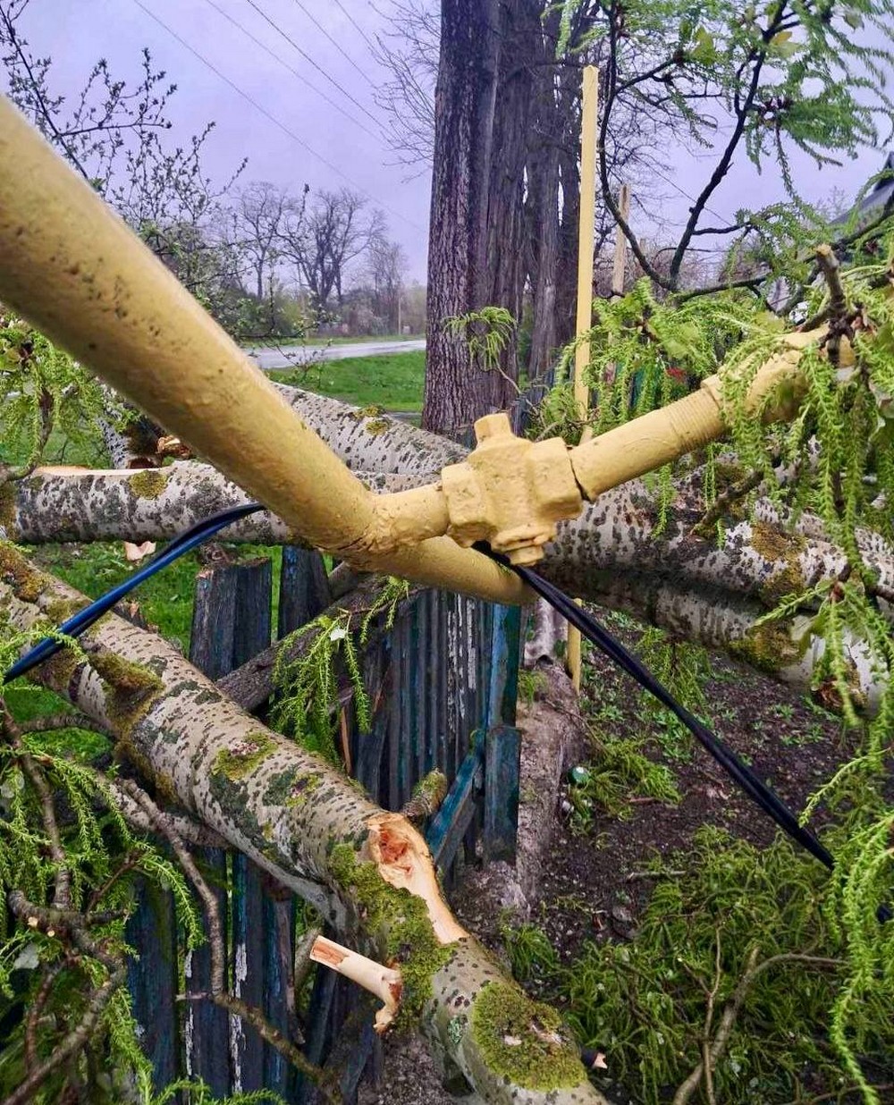 На Дніпропетровщині через шквальні пориви вітру дерева пошкодили газопроводи (фото)