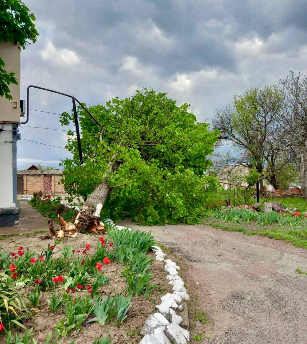 На Дніпропетровщині через шквальні пориви вітру дерева пошкодили газопроводи (фото)