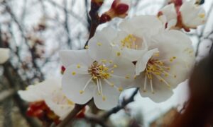 погода у Нікополі