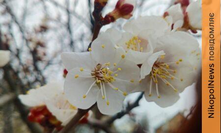 погода у Нікополі
