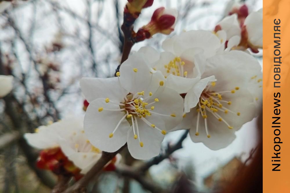 погода у Нікополі