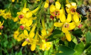 погода у Нікополі