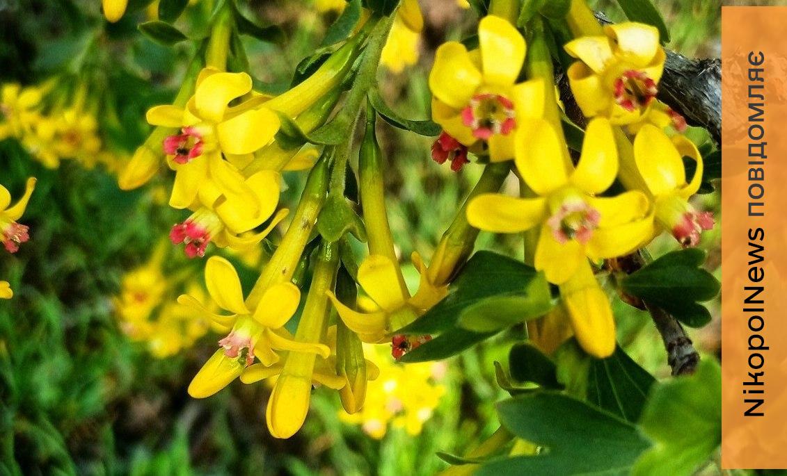 Очікуються заморозки: якою буде погода у Нікополі 11 квітня 1 погода у Нікополі