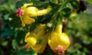 погода у Нікополі