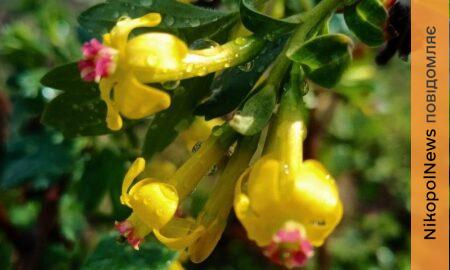 погода у Нікополі