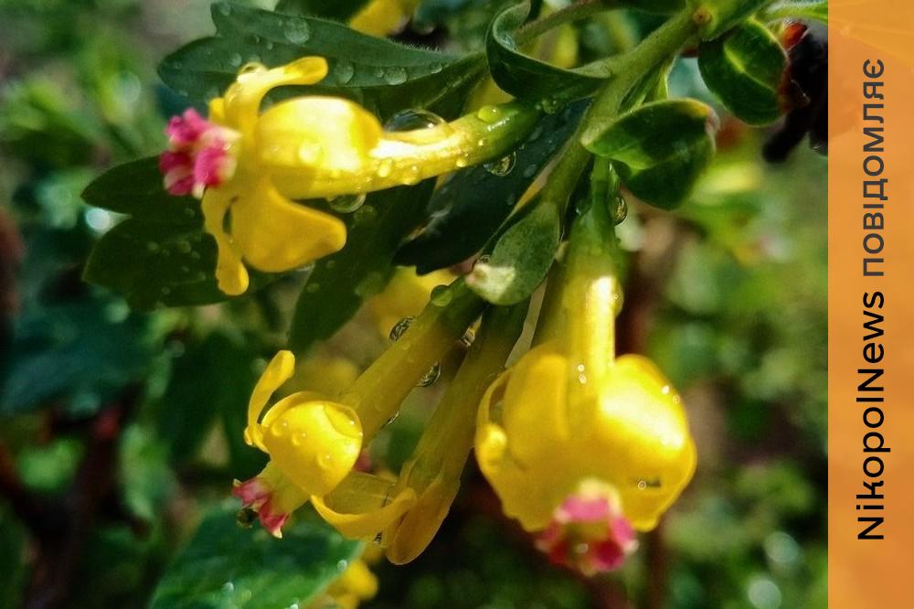 погода у Нікополі