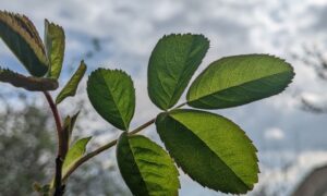 погода у Нікополі 10 квітня