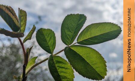 погода у Нікополі 10 квітня