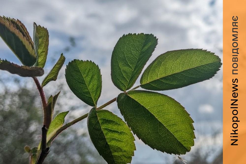 Без опадів: погода у Нікополі 10 квітня 1 погода у Нікополі 10 квітня