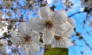 погода у Нікополі 15 квітня