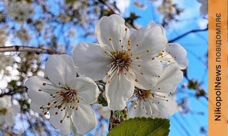 погода у Нікополі 15 квітня