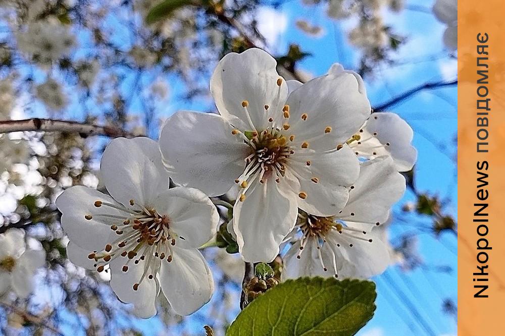 Невелика хмарність: погода у Нікополі 15 квітня 1 погода у Нікополі 15 квітня