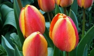 погода у Нікополі 17 квітня