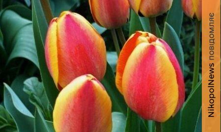 погода у Нікополі 17 квітня