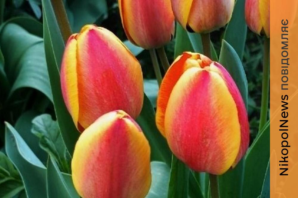 погода у Нікополі 17 квітня