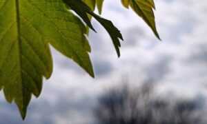 погода у Нікополі