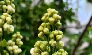 погода у Нікополі 21 квітня 2