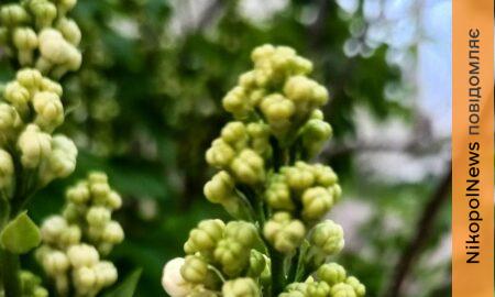 погода у Нікополі 21 квітня 2