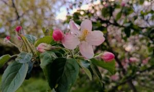 погода у Нікополі 24 квітня 3