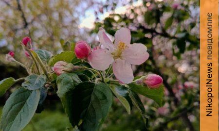 погода у Нікополі 24 квітня 3